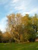 Un arbre du jardin de Malpaga de L'Union à l'automne bien sonné